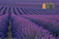 迷失在一个紫色的领域由Marco Grassi 500px