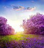 阳光下的紫色花朵图片