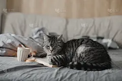 搞笑的苏格兰直猫躺在床上看书，温馨的家气氛