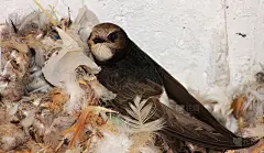 小swift(飞燕Apus affinus)