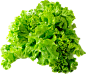 生菜