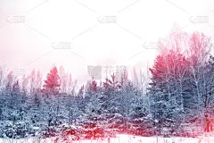 冬天,冻结的,森林,寒冷,一月,霜,雪,壁纸,云杉,杉树