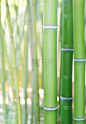 竹,垂直画幅,留白,无人,热带雨林,夏天,户外,特写,树林,竹子叶