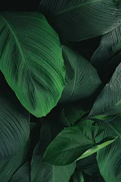 自然背景树叶图片深色暗淡叶子背景