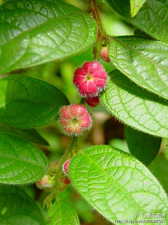 虎丫采集到奇花异草