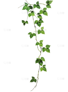 ChoCoo~采集到动/植物素材采集(授权)