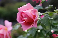 玫瑰 花 大自然 玫瑰花园 美丽的 花卉背景 植物 花瓣 花壁纸