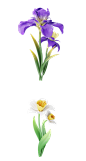 春天春季三维立体鲜花郁金香Blender模型源文件