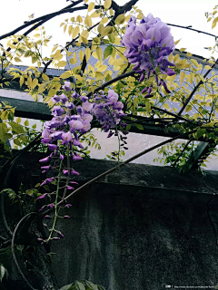 爱图图采集到花卉静物摄影