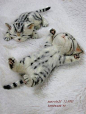 PAPI ☆ шерстяной войлок ручной работы ☆ ☆ исцелял котят спящих лицо - Yahoo! Аукционы: 