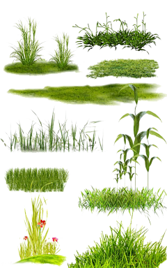 紫薯糖糖采集到植物&花卉&水果