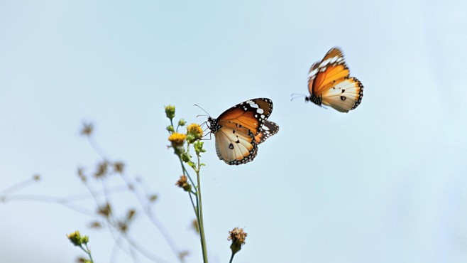 #butterflies, #flowe...