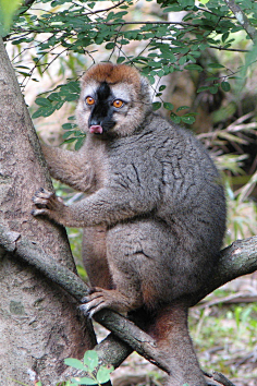 com大猩猩, 银背, 动物, 银色灰色, 征收, 功能强大, 毛皮