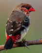 Photo by Beautiful Birds in India. May be an image of bird and nature.