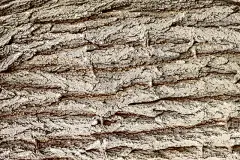 老树皮，背景，纹理