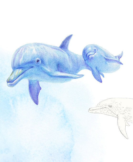 海豚
科属：是与鲸鱼和鼠海豚密切相关的水...