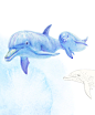 海豚
科属：是与鲸鱼和鼠海豚密切相关的水生哺乳动物，齿鲸亚目。
分布区域：生活在大陆架附近的浅海里，偶见于淡水之中，中国沿海已知有18种海豚。
生殖方式：有性生殖，胎生。
生长寿命：野生海豚的平均寿命可以达到50年，中华白海豚的寿命在35年左右。