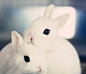 宠物图片：爱化烟熏妆的海棠兔 (14)