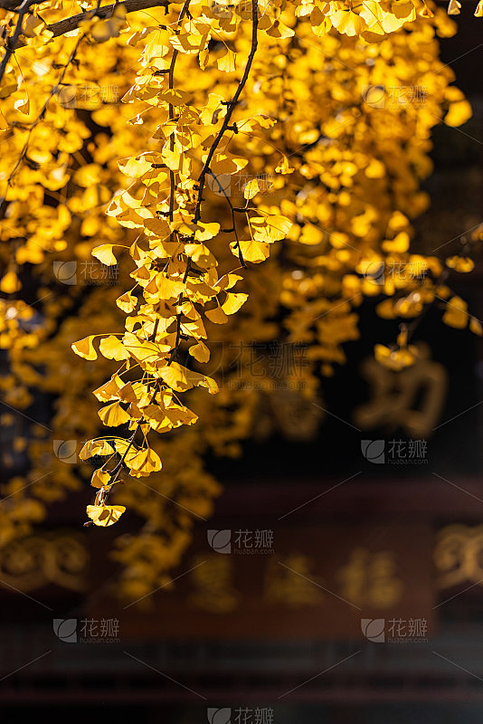秋天的银杏树
