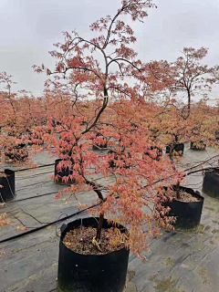 迷迭夏花采集到hua
