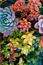 Colors of Crassulaceae Succulents