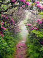 Spring in Craggy Gardens, Asheville, North Carolina。北卡罗莱纳州阿什维尔的花园的春天。 #国外# #城市# #美景#