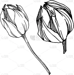 莲花,植物学,黑色,仅一朵花,荷花,壁纸,植物群,春天,花