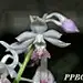 渣渣chucles
