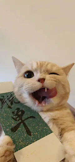 萌宠猫猫壁纸