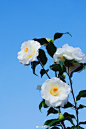 #日本茶花# 蓝天下的白羽衣，飘飘然～ ​​​​