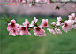 粉色桃花花朵特写高清图片素材