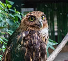 一只白脸猫头鹰栖息的照片