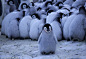 帝企鹅父母寒风中抱团守护幼崽_资讯频道_凤凰网