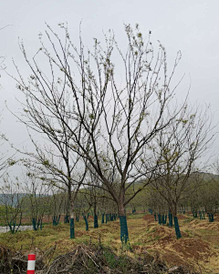 fiHBdqIT采集到植物品种