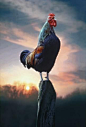 Rooster Crowing at Dawn : Custom Wall Decals, Wall Decal Art, and Wall Decal Murals | WallMonkeys.com: 