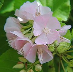 yeyuanqing2008采集到花