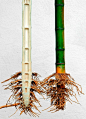 Bamboo Culm Cut-away Section