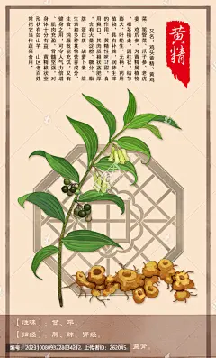 黄精鸡头黄精姜形黄精黄精种子黄精子黄鸡菜老虎姜手绘值物花草手绘中草药龙衔中草药包装插画草本植物中药大全中药插画百草集