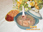 如何做湖南特色菜：蜜瓜猪踭汤(图)