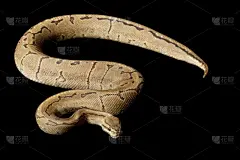 消防条纹球 python