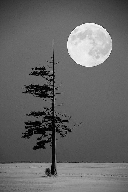 . Tree and Moon by m...