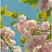 春意拂花枝