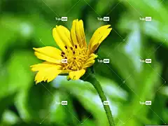 花 黄色 花园 花壁纸 叶子 盛开 春天 橙色的 明亮的 自然