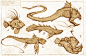 Fish Creature design