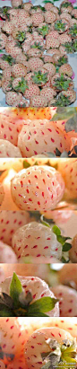 [] 众信旅游#旅途美食#【白草莓，你吃过吗】又称菠萝莓，外形与普通草莓十分相似，不过尝起来味道与菠萝“出奇的”相似。