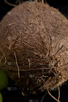 椰子,黑色背景,分离着色,影棚拍摄,垂直画幅,绘画艺术品,绿色,水果,无人,有机食品