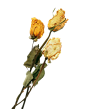 玫瑰 干花