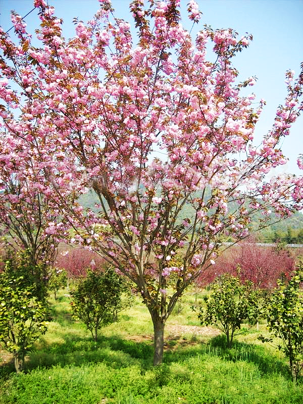 日本樱花