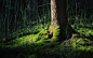 General 2560x1600 nature trees grass