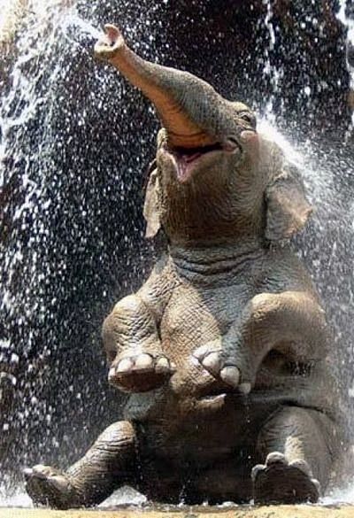 大象快乐！哇好爽 天真热